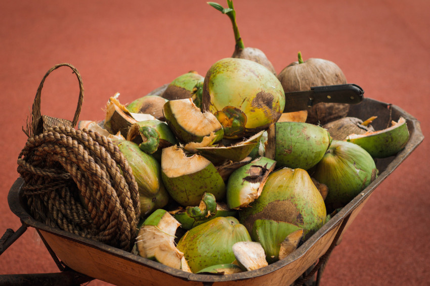 Coconuts in a wheelbarrow