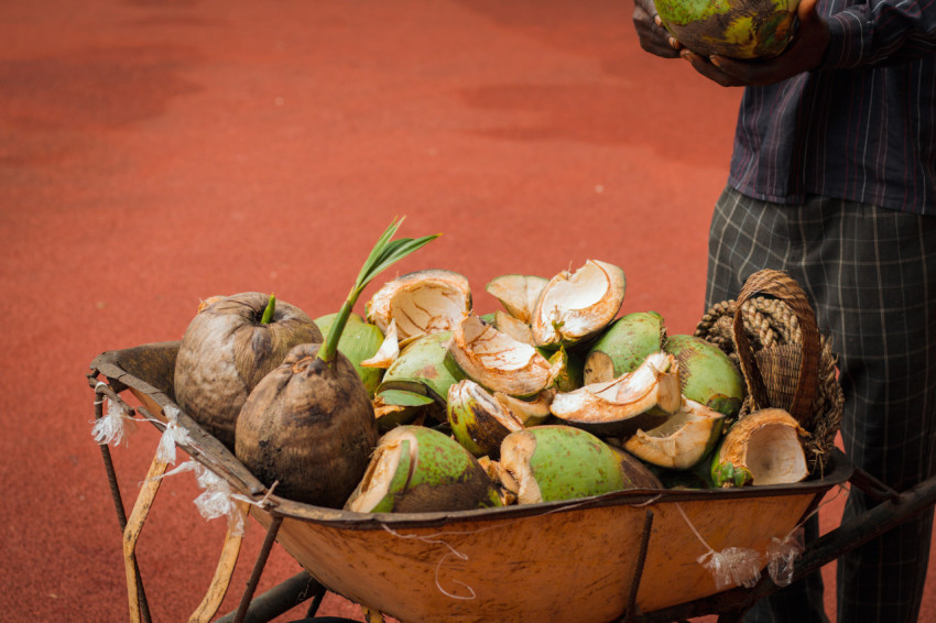 Coconuts in a wheelbarrow