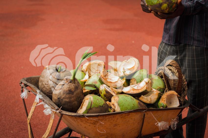 Coconuts in a wheelbarrow