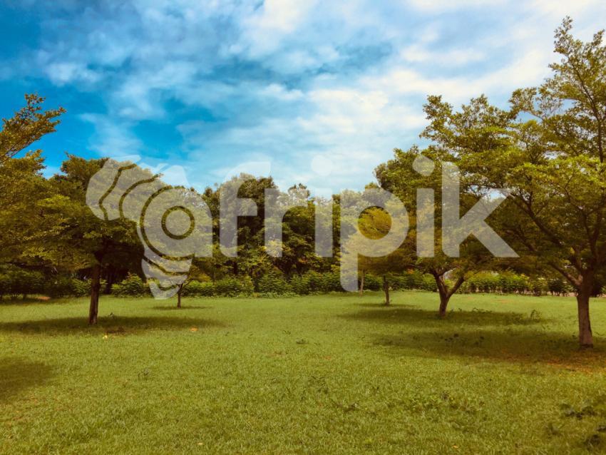 An open field with trees