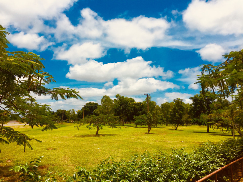 A field of trees