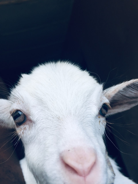 A white goat