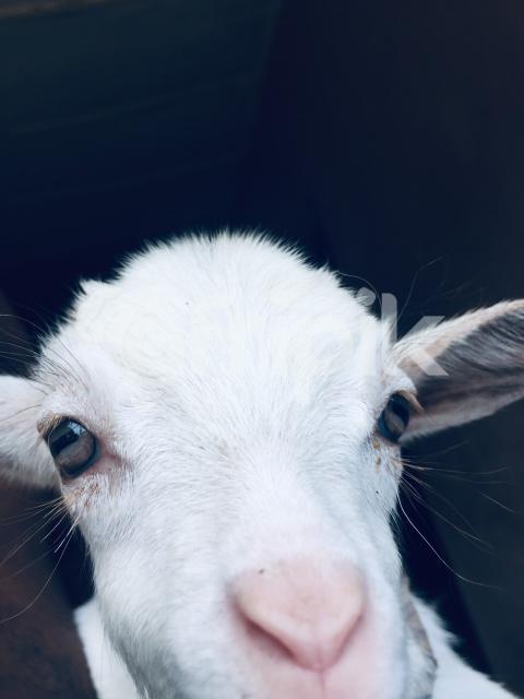 A white goat